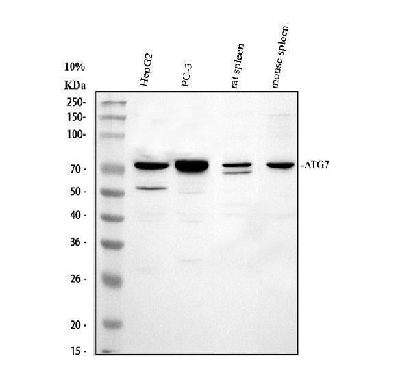 Anti-ATG7 Antibody Picoband® Boster Bio