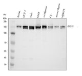 Anti-RAD50 Antibody Picoband® Boster Bio