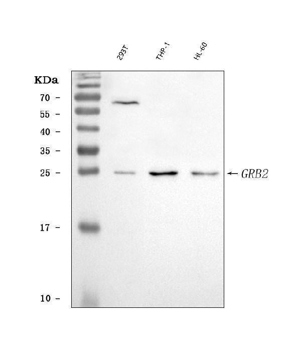 Anti-GRB2 Antibody Picoband® Boster Bio