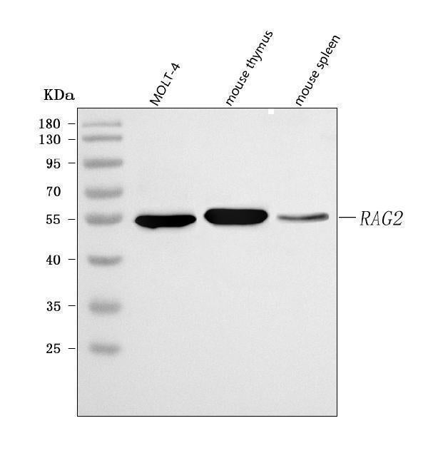 Anti-RAG2 Antibody Picoband® Boster Bio