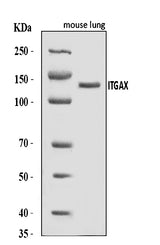Anti-CD11c/Itgax Antibody Picoband® Boster Bio