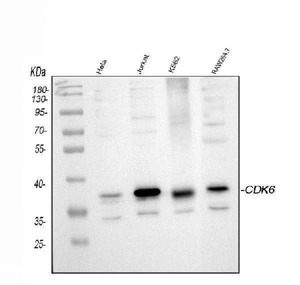 Anti-Cdk6 Antibody Picoband® Boster Bio