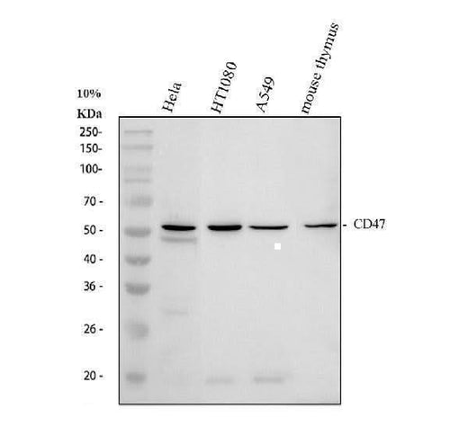 Anti-CD47 Antibody Picoband® Boster Bio
