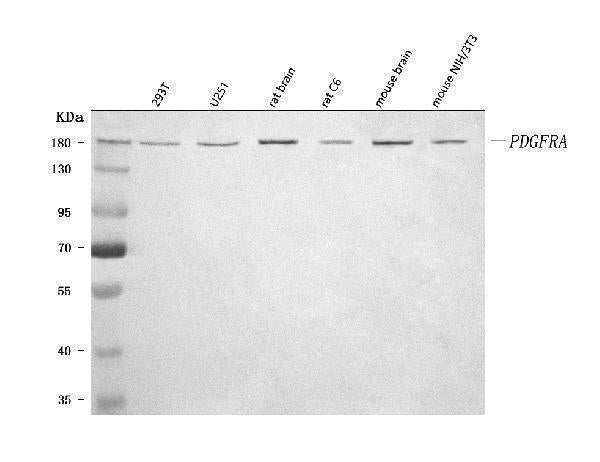 Anti-PDGFRA Antibody Picoband® Boster Bio