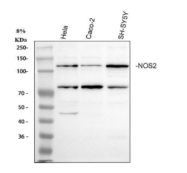 Anti-iNOS/NOS2 Antibody Picoband® Boster Bio