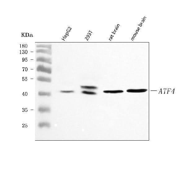 Anti-ATF4 Antibody Picoband® Boster Bio