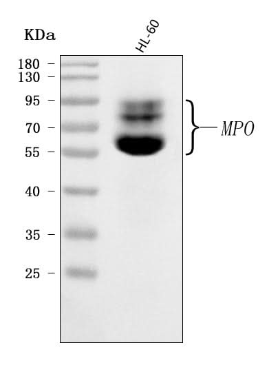 Anti-MPO Antibody Picoband® Boster Bio