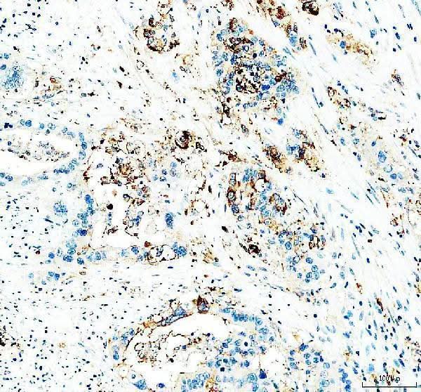 Anti-CD24 Antibody Boster Bio