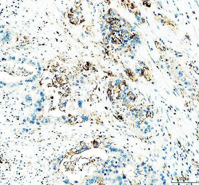 Anti-CD24 Antibody Boster Bio