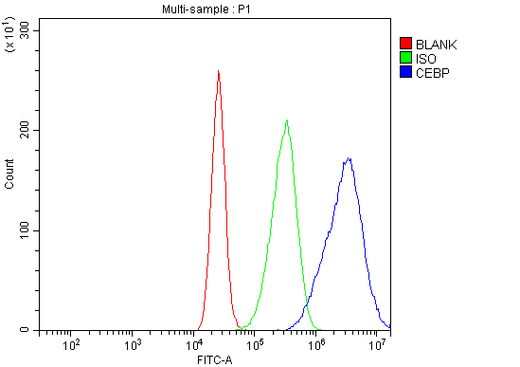 Anti-CEBP Alpha/CEBPA Antibody Picoband® Boster Bio