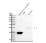 Anti-IL2 Antibody Picoband® Boster Bio