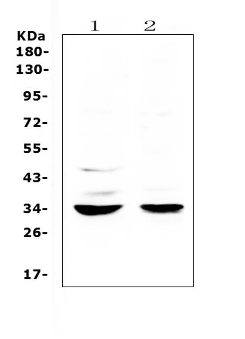Anti-ERCC1 Antibody Picoband® Boster Bio