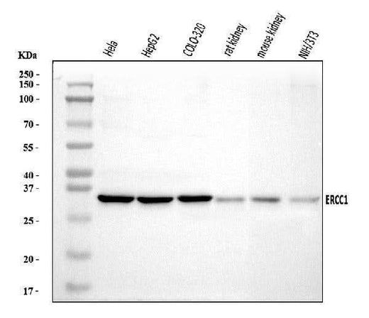 Anti-ERCC1 Antibody Picoband® Boster Bio