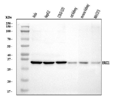 Anti-ERCC1 Antibody Picoband® Boster Bio