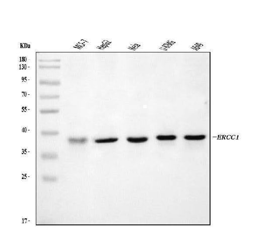 Anti-ERCC1 Antibody Picoband® Boster Bio