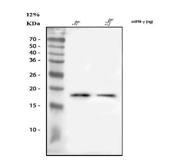Anti-IFN Gamma/Ifng Antibody Picoband® Boster Bio