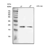 Anti-IFN Gamma/Ifng Antibody Picoband® Boster Bio