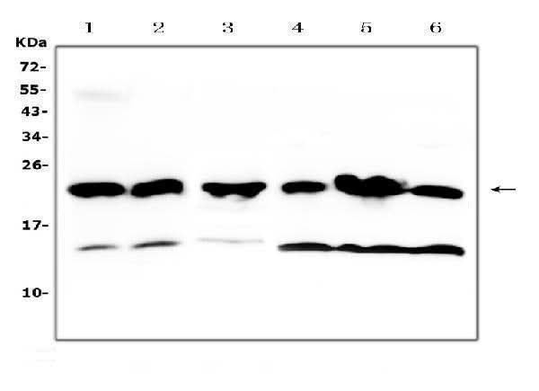 Anti-GST3/GST pi/Gstp1 Antibody Picoband® Boster Bio