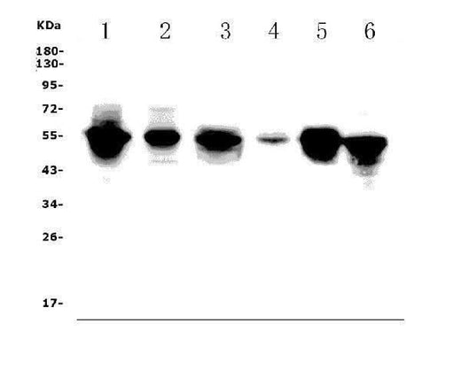 Anti-FLI1 Picoband® Antibody Boster Bio