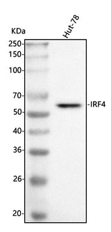 Anti-MUM1/IRF4 Antibody Picoband® Boster Bio