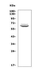Anti-T-bet/Tbx21 Antibody Picoband® Boster Bio