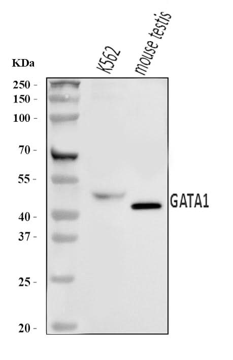 Anti-GATA1 Antibody Picoband® Boster Bio