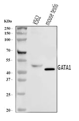 Anti-GATA1 Antibody Picoband® Boster Bio