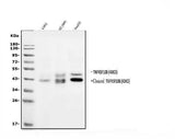 Anti-DR5/TNFRSF10B Antibody Picoband® Boster Bio