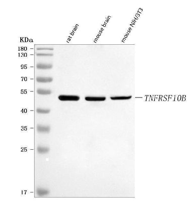 Anti-DR5/Tnfrsf10b Antibody Picoband® Boster Bio