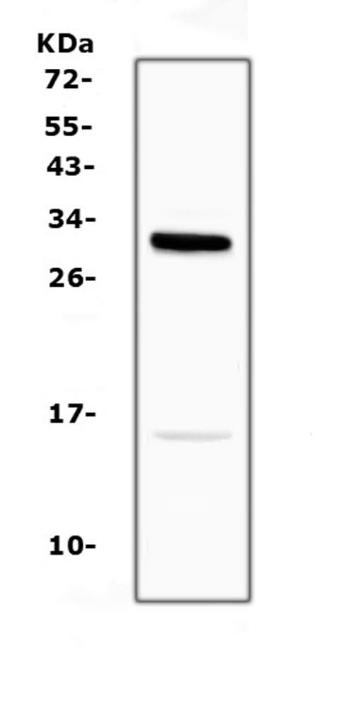 Anti-ID2 Antibody Picoband® Boster Bio