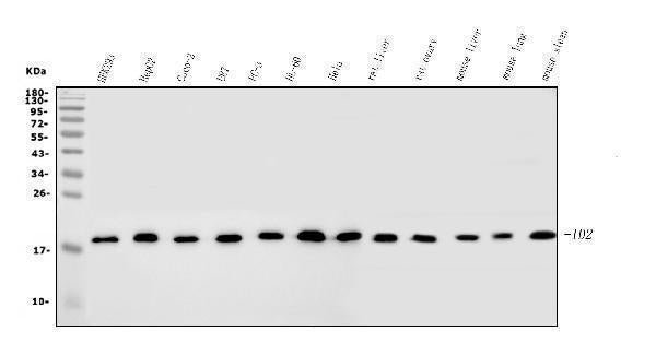 Anti-ID2 Antibody Picoband® Boster Bio