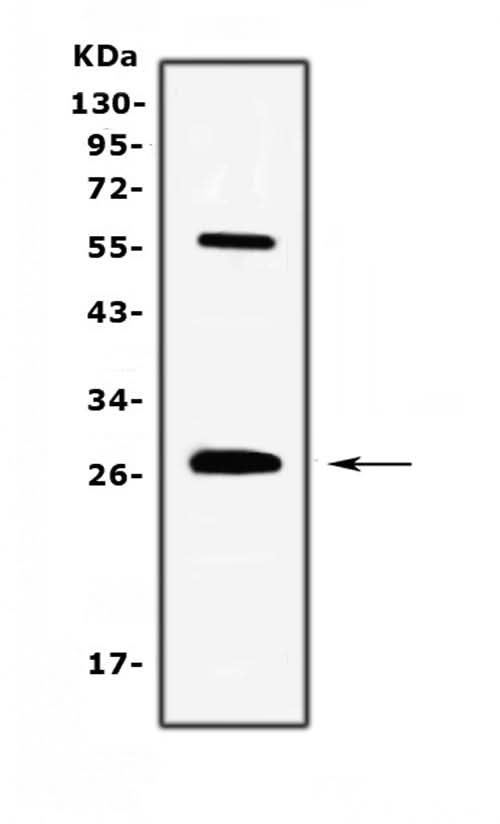 Anti-IL17/Il17a Antibody Picoband® Boster Bio