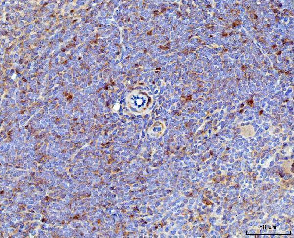 Anti-IL-17A/Il17a Antibody Boster Bio