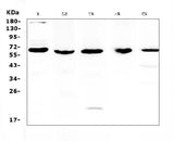 Anti-TRAF3 Antibody Picoband® Boster Bio