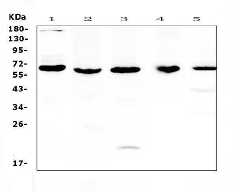 Anti-TRAF3 Antibody Picoband® Boster Bio
