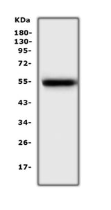 Anti-EPO Receptor/Epor Antibody Picoband® Boster Bio