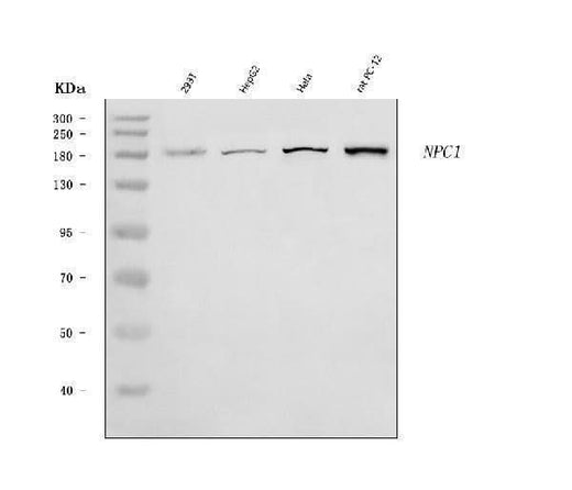 Anti-Niemann Pick C1/NPC1 Antibody Picoband® Boster Bio