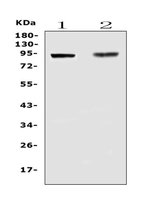 Anti-TLR1 Antibody Picoband® Boster Bio