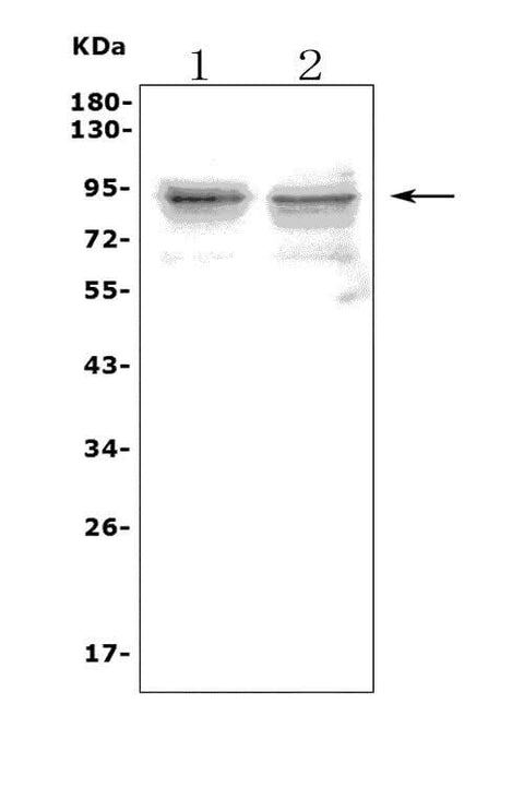 Anti-Toll-like receptor 1 TLR1 Antibody Picoband® Boster Bio