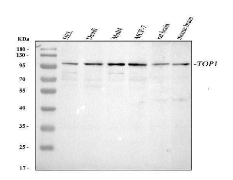 Anti-Topoisomerase I/TOP1 Antibody Picoband® Boster Bio