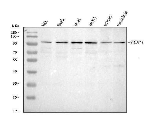 Anti-Topoisomerase I/TOP1 Antibody Picoband® Boster Bio