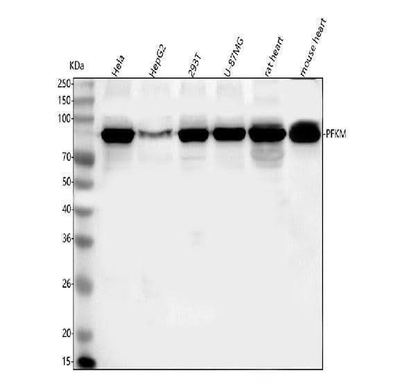 Anti-PFKM Antibody Picoband® Boster Bio