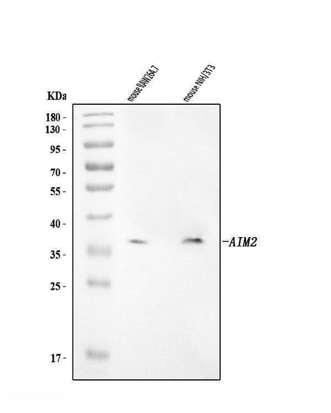 Anti-Aim2 Antibody Picoband® Boster Bio