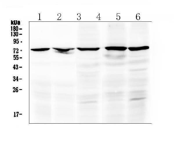 Anti-Raf1 Antibody Picoband® Boster Bio