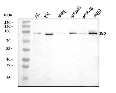 Anti-Smoothened/SMO Antibody Picoband® Boster Bio