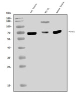 Anti-PAK1 Antibody Picoband® Boster Bio