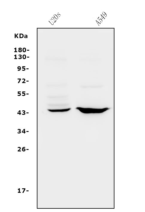 Anti-CXCR2 Antibody Picoband® Boster Bio
