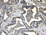 Anti-Beta 2 Microglobulin/B2M Antibody Picoband® Boster Bio