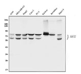 Anti-BCRP/ABCG2 Antibody Picoband® Boster Bio