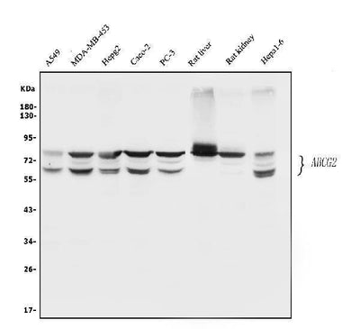 Anti-BCRP/ABCG2 Antibody Picoband® Boster Bio